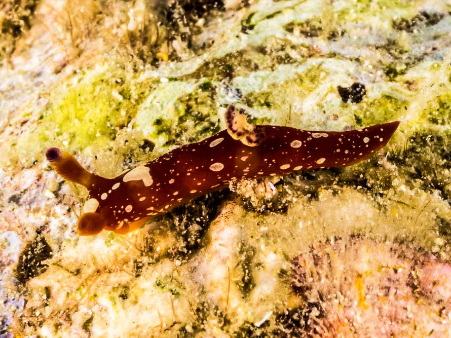 Martadoris limaciformis